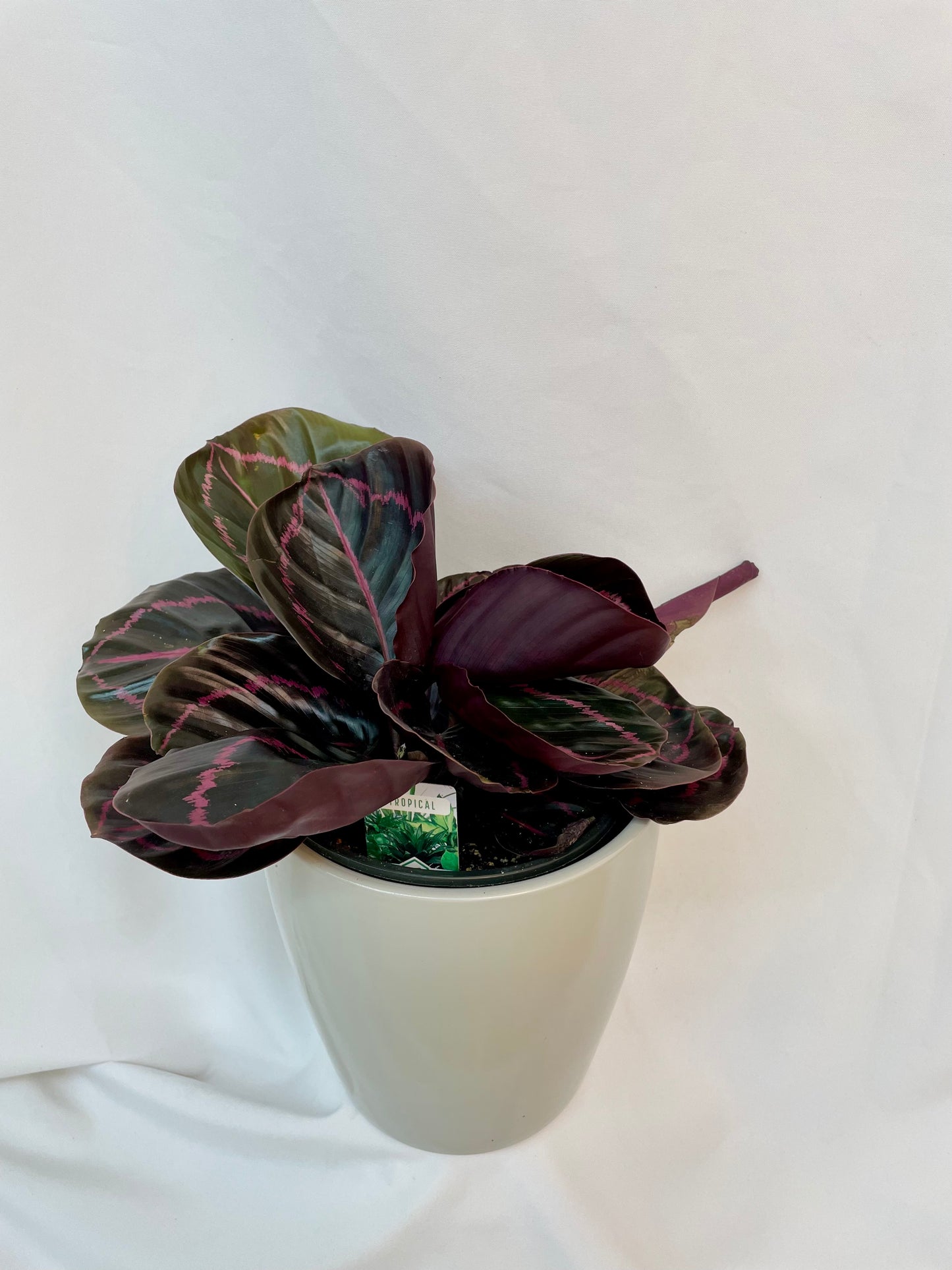 Plante d’intérieur Calathea Roseopica avec de larges feuilles vert foncé et rose, élégamment présentée dans un cache-pot en céramique blanche.